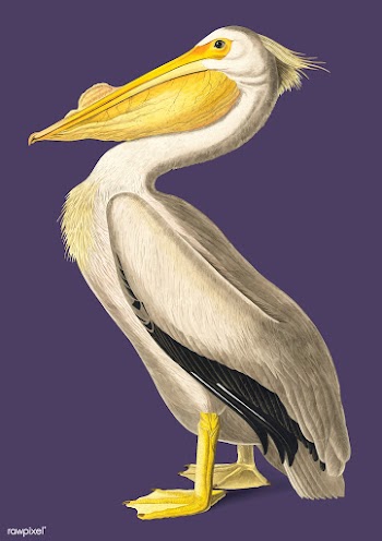 American White Pelican illustration | Free stock vector - 457927