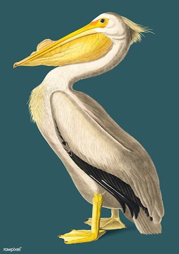 American White Pelican illustration | Free stock vector - 457934