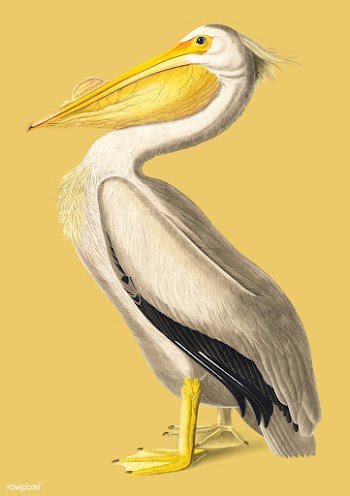 American White Pelican illustration | Free stock vector - 457954
