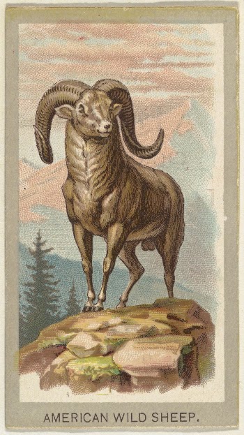 American Wild Sheep, from the Animals | Free Photo - rawpixel