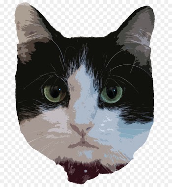 American Wirehair Whiskers Manx cat Kitten Domestic short-haired cat - kitten 