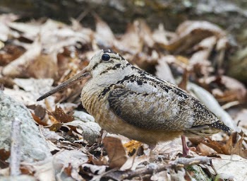 American woodcock bird. Free public | Free Photo - rawpixel