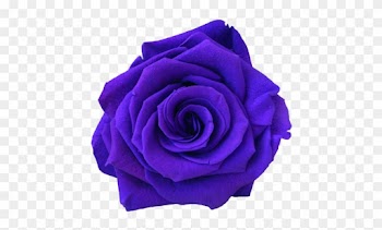 Amethyst - Rose