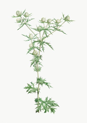 Amethyst sea holly | Free stock vector - 573841
