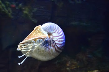 Ammonites