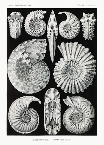 Ammonitida&ndash;Ammonsh&ouml;rner from Kunstformen der Natur (1904) b.. | Free public domain illustration - 2270501