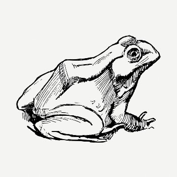 Amphibian frog clipart illustration psd. | Free PSD - rawpixel