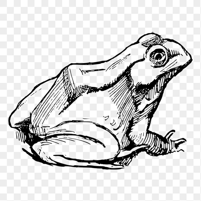 Amphibian frog png sticker illustration, | Free PNG - rawpixel