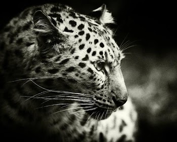 amur_leopard_bw.jpg