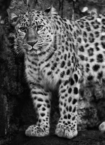 amur_leopard.jpg