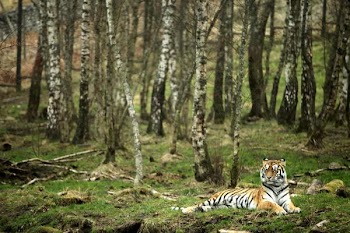 amur_tiger_1.jpg