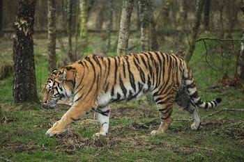 amur_tiger_3.jpg