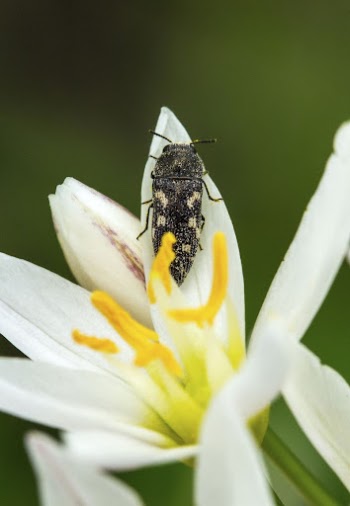 An Acmaeodera Jewel Beetle gathers | Free Photo - rawpixel