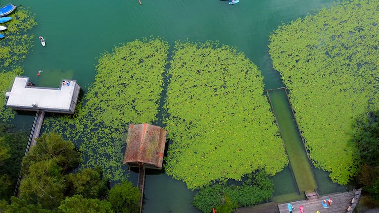 An Aerial Photography of a River with Scattered Lily Leaves