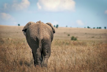 An African elephant in the Serengeti 