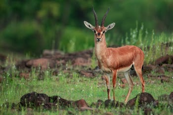 An Antelope on the Grassy Field