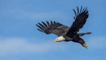 An Eagle Flying in the Sky