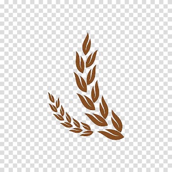 An ear of wheat transparent background PNG clipart