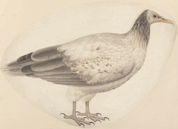 An Egyptian Vulture painting in high | Free Photo - rawpixel