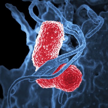 An electron microscopic (SEM) image, | Free Photo - rawpixel