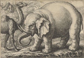 An Elephant and a Camel | Free Photo - rawpixel