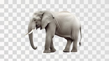 An Elephant - PNG transparent background