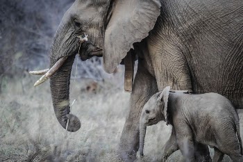 An elephant with ivory tusks | Free Photo - rawpixel