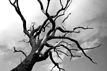 An Ent.jpg