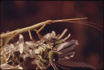 An Insect Called a Walking | Free Photo - rawpixel