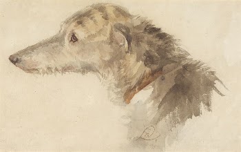 An Irish Wolfhound | Free Photo - rawpixel