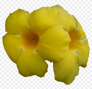 An Offering By - Desert Rose