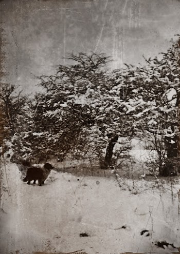 An Old Grayscale Photo Of A Dog Standing  Close To Trees Covered In Snow On A Cold Winter's Day