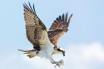 An Osprey coming in for a landing. 