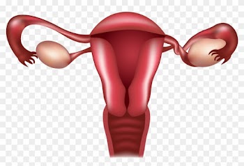 An Ovarian Torsion Is Considered A Medical Emergency - Process Estrogen And Progesterone