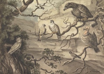 An Owl, an Eagle, Two | Free Photo - rawpixel