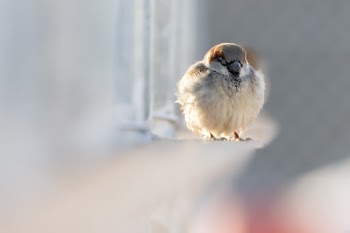 An unplanned and unexpected photographic opportunity in Thorhild, Alberta.  I stopped at a gas station early on a cold but sunny day in winter and saw these sparrows.  
