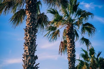 Anahaw trees