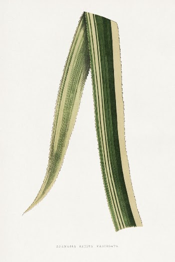 Ananassa Sativa Variegata leaf illustration | Free Photo Illustration - rawpixel