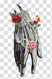 Anatomic Roses s, pink and red rose illustration transparent background PNG clipart
