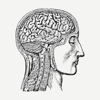 Anatomical brain drawing clipart, man | Free PSD - rawpixel
