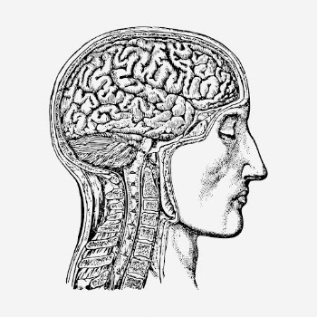 Anatomical brain man hand drawn | Free Photo - rawpixel