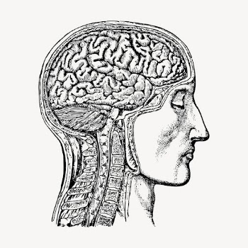Anatomical brain man hand drawn | Free Vector Illustration - rawpixel