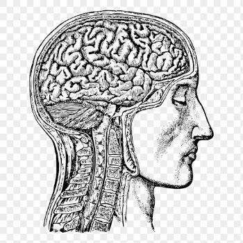 Anatomical brain png sticker, man | Free PNG - rawpixel