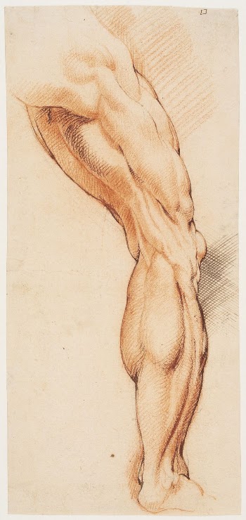 Anatomical Study (écorché). | Free Photo - rawpixel