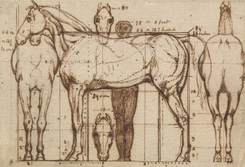 Anatomical Study of a Horse | Free Photo - rawpixel