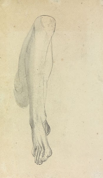 Anatomical Study of a Leg | Free Photo - rawpixel