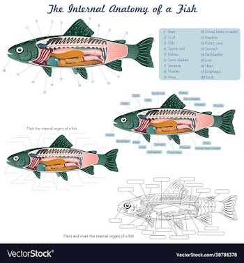 anatomy a fish fish internal organs
