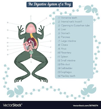 anatomy for dissected body frog diagram