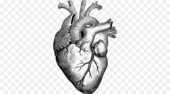 Anatomy Heart Drawing Diagram - human heart 
