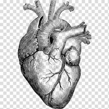 Anatomy Heart Drawing Diagram, human heart transparent background PNG clipart